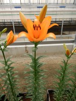 [5092 Dunes No02.JPG]